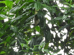 Myiodynastes hemichrysus