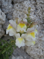 Antirrhinum siculum