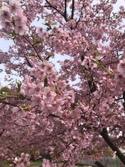 Prunus