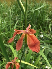 Iris fulva