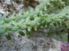 Valantia muralis