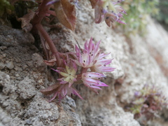 Phedimus stellatus