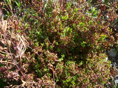 Epilobium obscurum