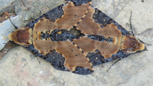 Manduca ochus