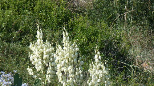Yucca gloriosa