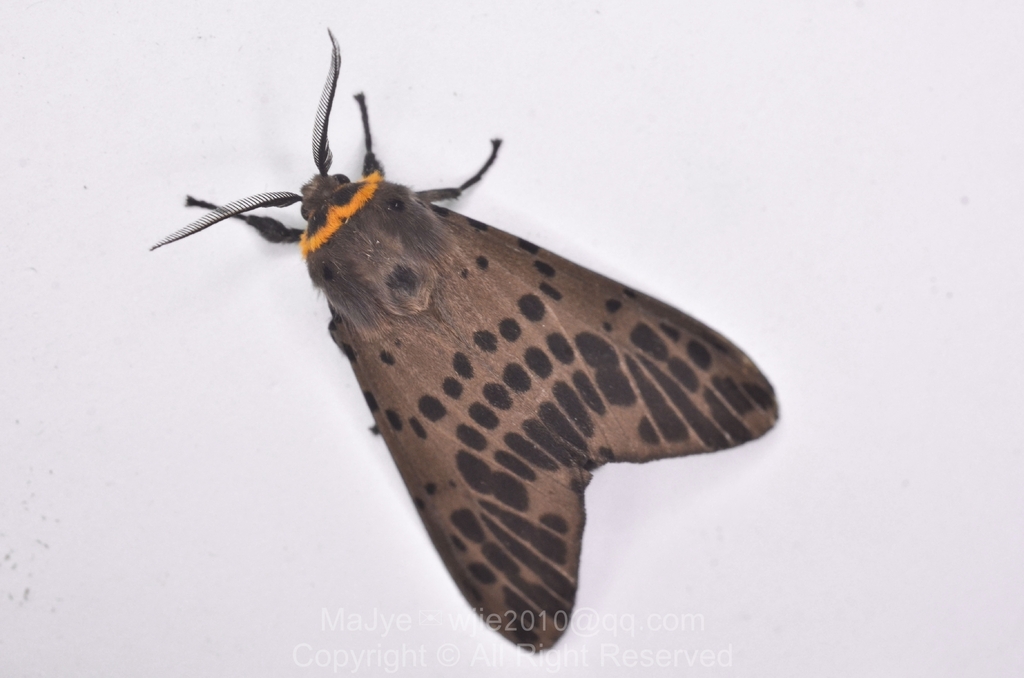 Lemyra imparilis