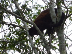 Alouatta guariba