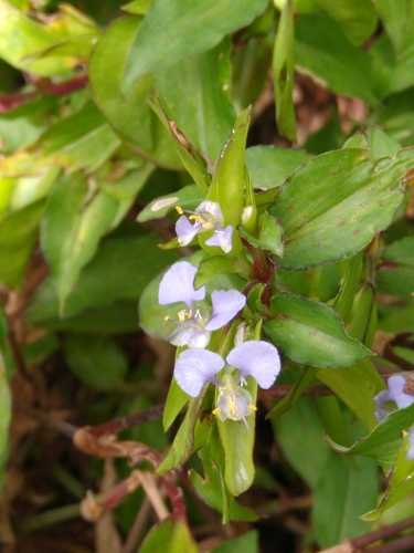 Commelina pallida (Commelina pallida)