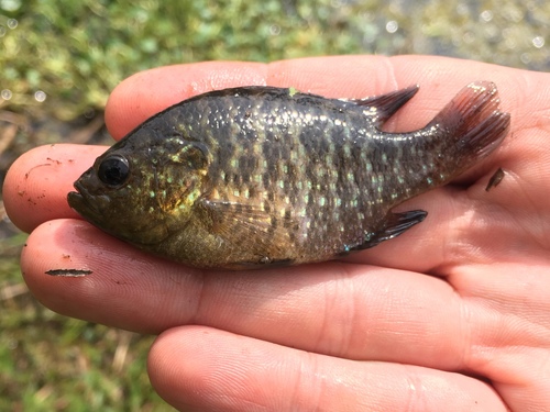 Bantam Sunfish