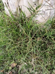 Cynodon dactylon