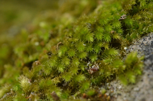 Plasteurhynchium meridionale, 2023-09-29