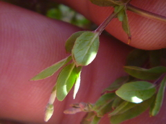 Epilobium obscurum