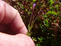 Epilobium obscurum