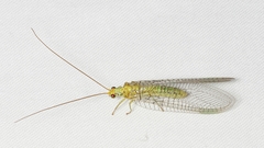 Italochrysa insignis