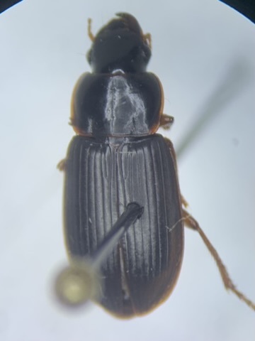 Harpalus vagans