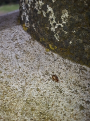 Harmonia antipoda