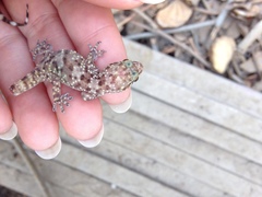 Hemidactylus turcicus