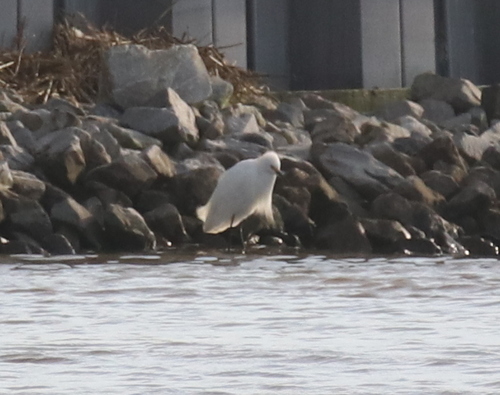 Snowy Egret photographed in Mississippi