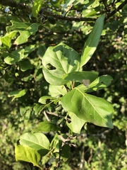 Afrocanthium mundianum