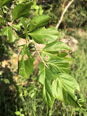 Afrocanthium mundianum