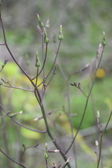 Lactuca graminifolia