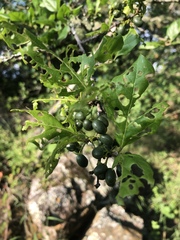 Afrocanthium mundianum