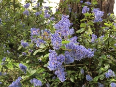Ceanothus