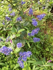 Ceanothus