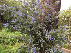 Ceanothus