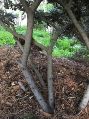 Ceanothus