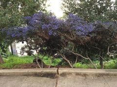 Ceanothus