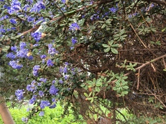 Ceanothus