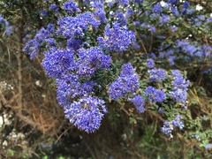 Ceanothus