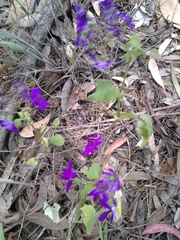 Pericallis × hybrida