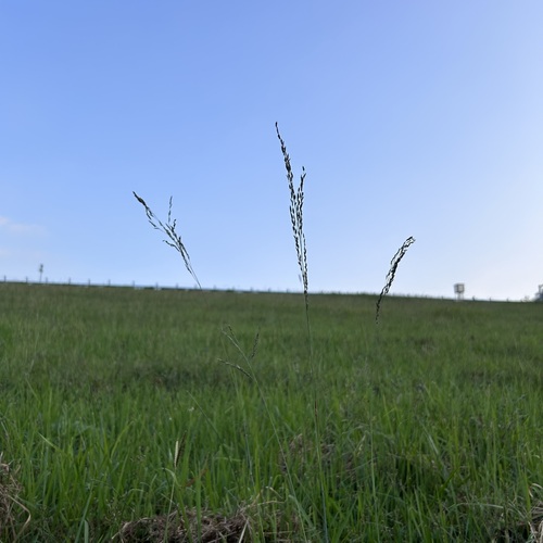 Eragrostis atrovirens iNat (3)