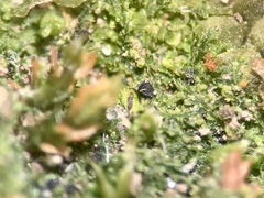 Mniaecia jungermanniae