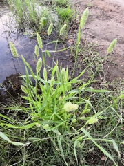 Poaceae