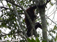Alouatta guariba