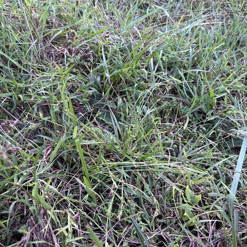 Scleria biflora iNat (1)