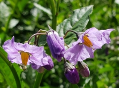 Solanum umbelliferum
