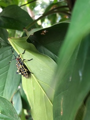 Pachylis laticornis