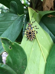 Pachylis laticornis