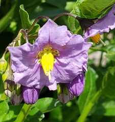 Solanum umbelliferum