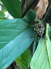 Pachylis laticornis