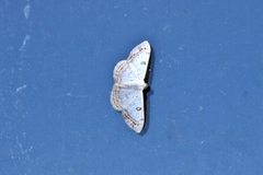 Argyrotome prospectata