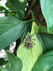 Pachylis laticornis