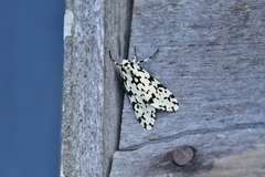 Eucereon tigrata