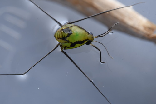 Ventidius observed 2023-01-13