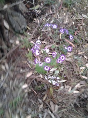 Pericallis × hybrida