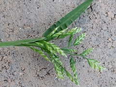 Poaceae